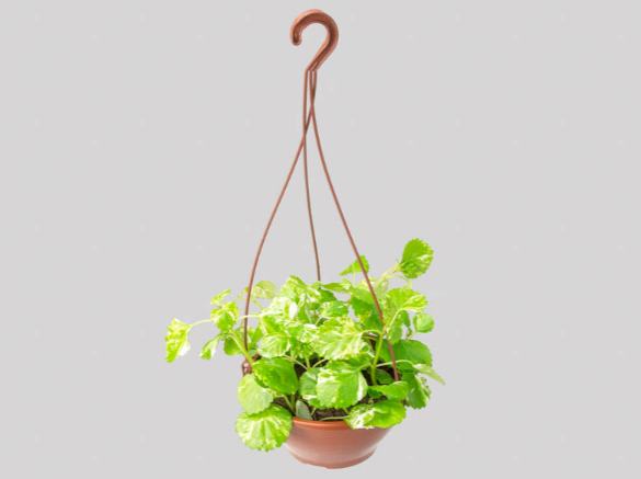 <h4>DOLAR VARIEGATA C21</h4>