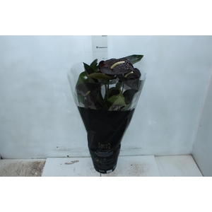 ANTHURIUM SEMPRE P17 PREMIUM