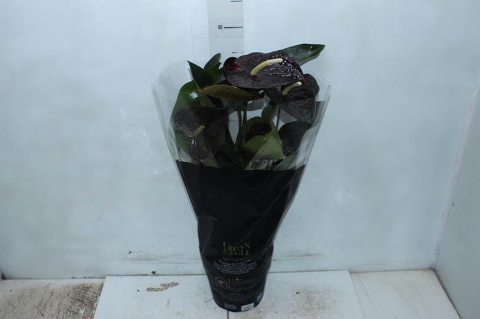<h4>ANTHURIUM SEMPRE P17 PREMIUM</h4>