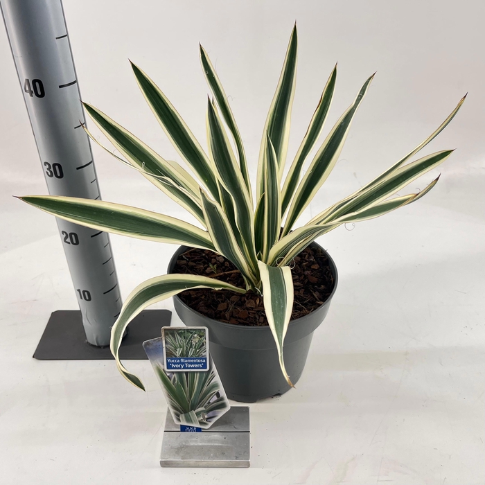 <h4>Yucca filamentosa 'Ivory Towers'</h4>