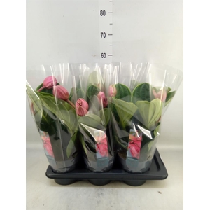 Medinilla magn. 'Flamenco'