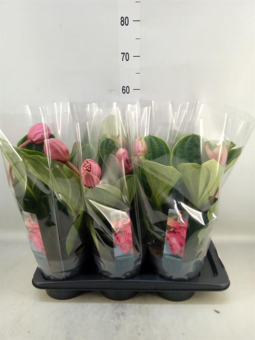 <h4>Medinilla magn. 'Flamenco'</h4>