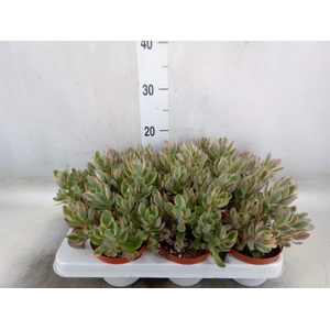 Crassula   ...
