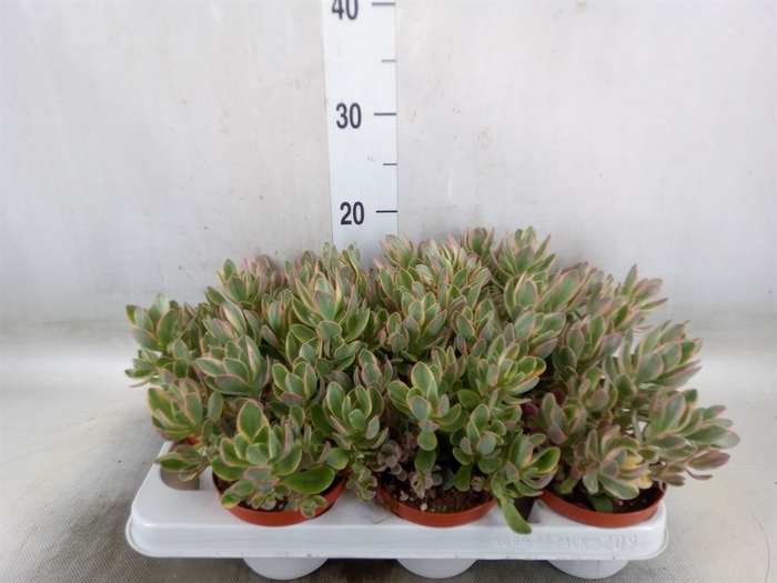 <h4>Crassula   ...</h4>