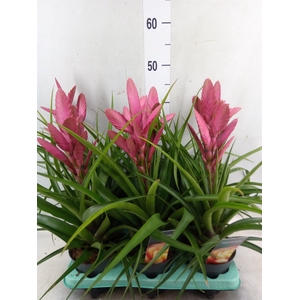 Tillandsia  'Amira'