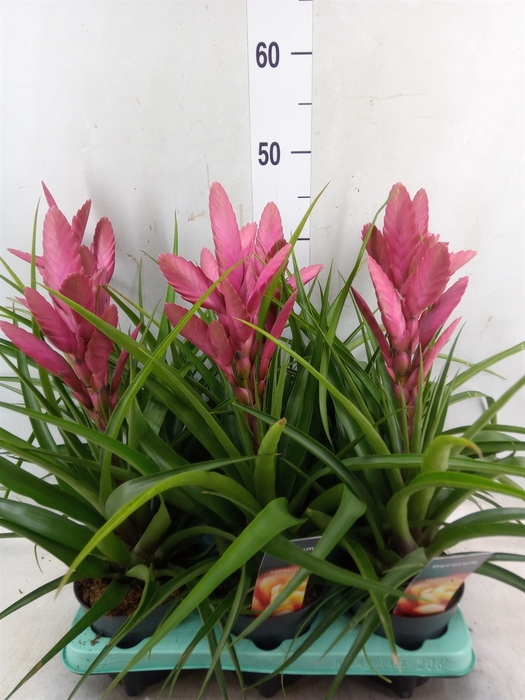 <h4>Tillandsia  'Amira'</h4>