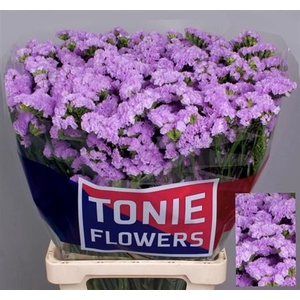 Lim S Tonie Lavender