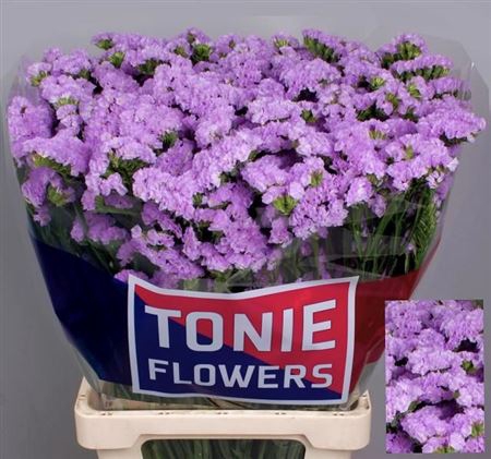 <h4>Lim S Tonie Lavender</h4>