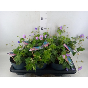 Geranium  'Bloom Me Away'
