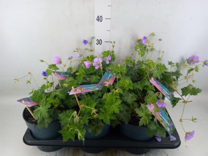 <h4>Geranium  'Bloom Me Away'</h4>
