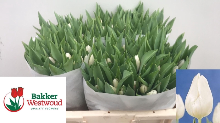 <h4>TU EN WHITE MARVEL</h4>