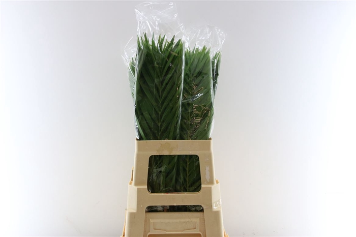 <h4>Cane Palm 60cm</h4>