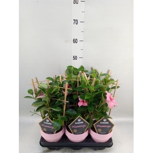 Mandevilla am. 'Sundav Flaming Pk'