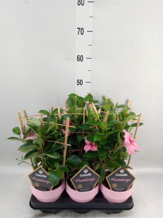 <h4>Mandevilla am. 'Sundav Flaming Pk'</h4>