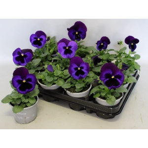 Viola wittrockiana F1 Neon Violet