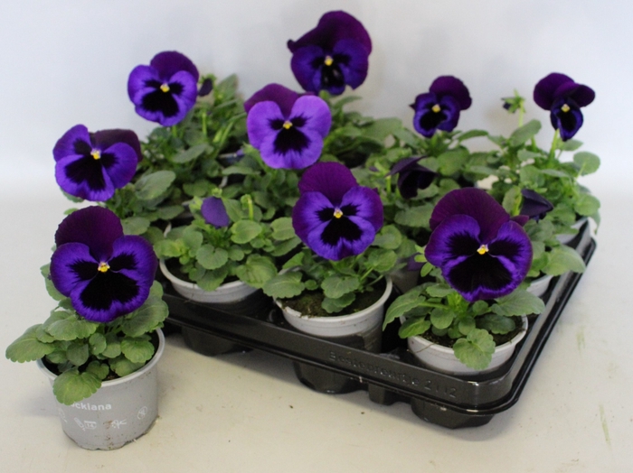 Viola wittrockiana F1 Neon Violet