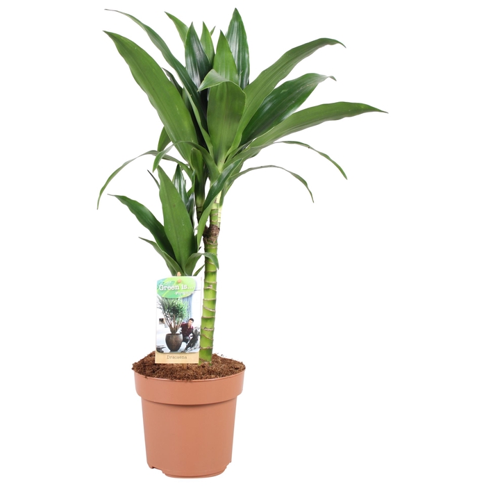 <h4>Dracaena frag. 'Janet Craig'</h4>