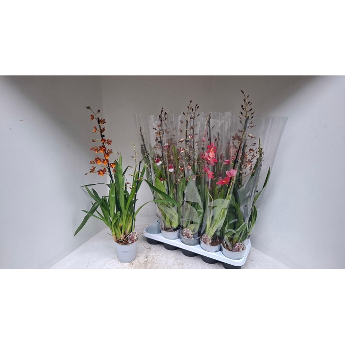 <h4>CAMBRIA GRP GEM</h4>