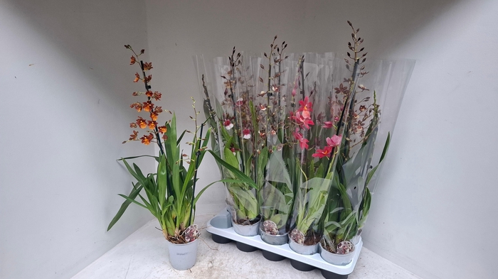 <h4>CAMBRIA GRP GEM</h4>