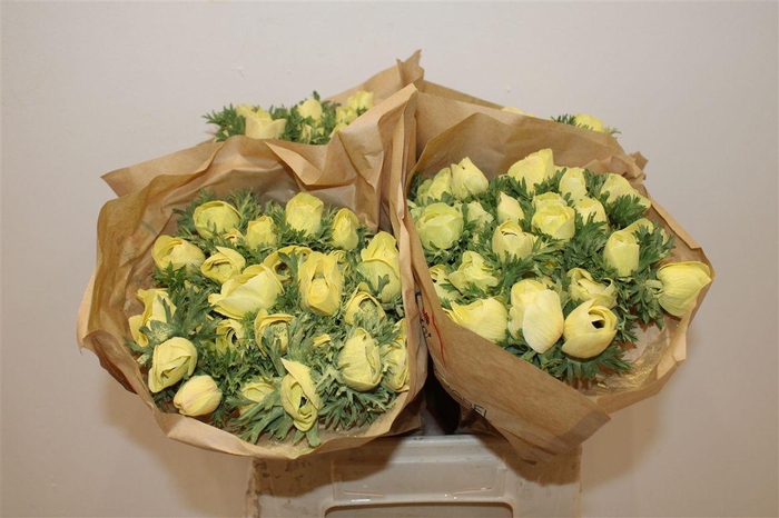 <h4>Anem Marianne Powder Yellow</h4>