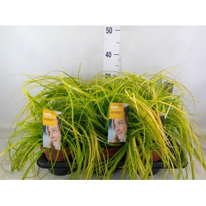 Carex oshimensis 'Everco Everillo'