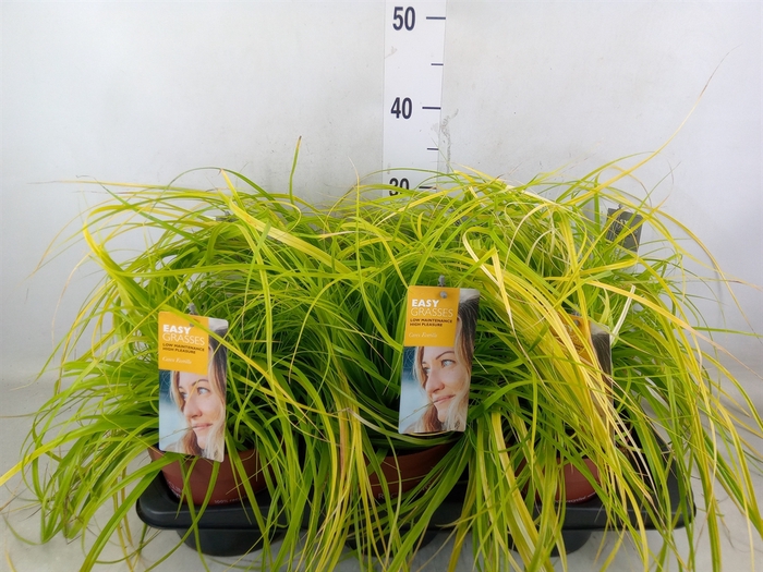 <h4>Carex oshimensis 'Everco Everillo'</h4>