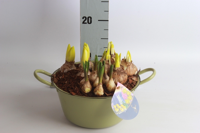 <h4>ARR TUINPLANTEN</h4>