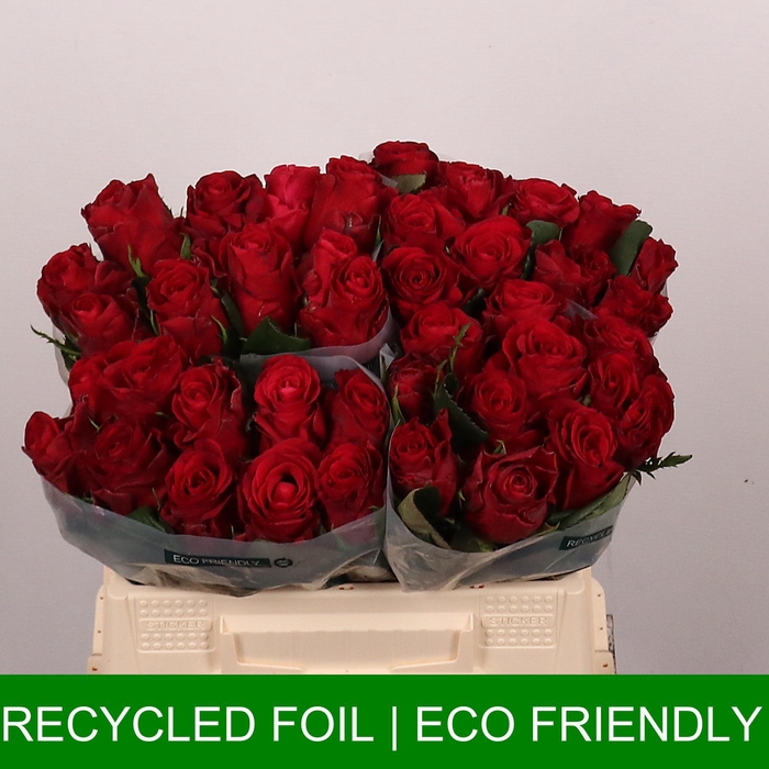 <h4>R GR RED TACAZZI+</h4>