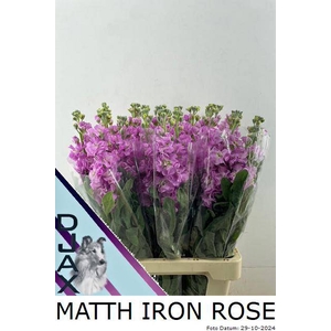 MATTH IRON ROSE