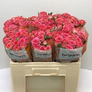 ROSA TR 'CHIMO'
