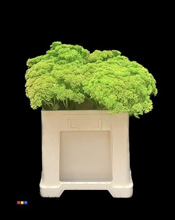 <h4>Sedum Green</h4>