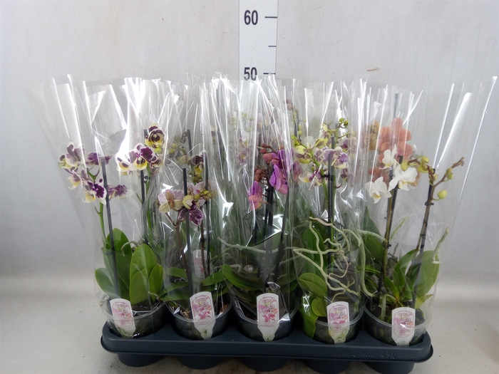 <h4>Phalaenopsis multi.   ...mix  4</h4>