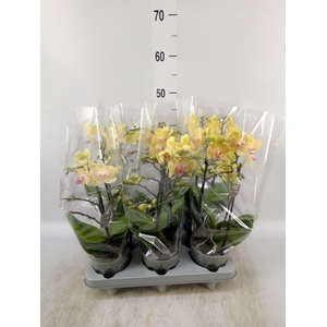 Phalaenopsis multi.   ...yellow