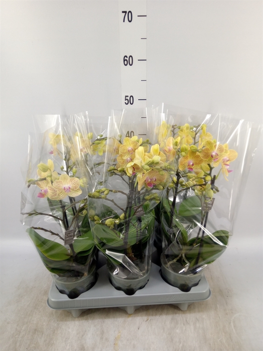 <h4>Phalaenopsis multi.   ...yellow</h4>