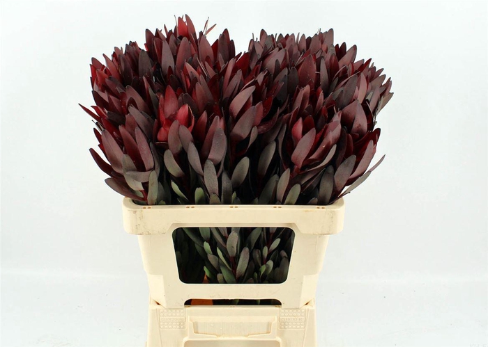 <h4>Leucad Safari Sunset 60cm</h4>