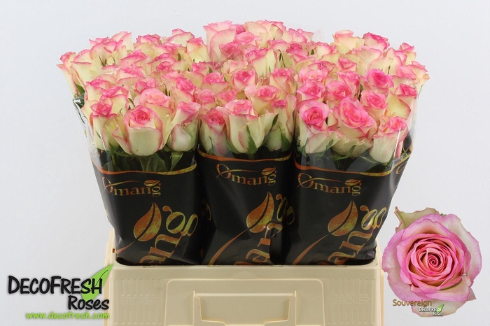 <h4>R Gr Souvereign</h4>