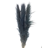 Dried Cortaderia Lao Grass Bleached Black P Stem