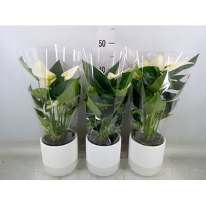 Anthurium  'Karma White'