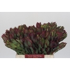 Leucadendron Highlight