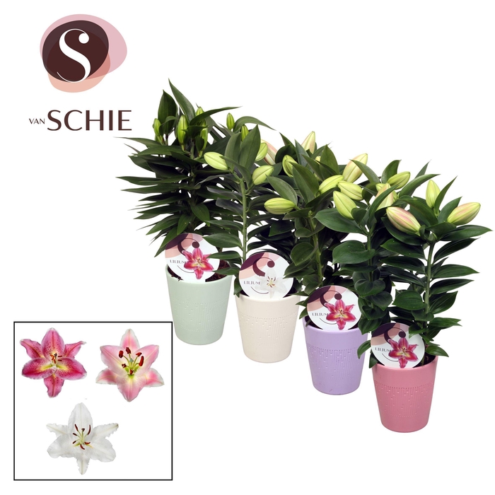 <h4>Oriental 13cm keramiek LINO</h4>