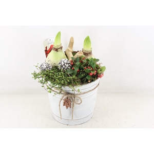 arr4 Amaryllis VL - Zink emmer x2