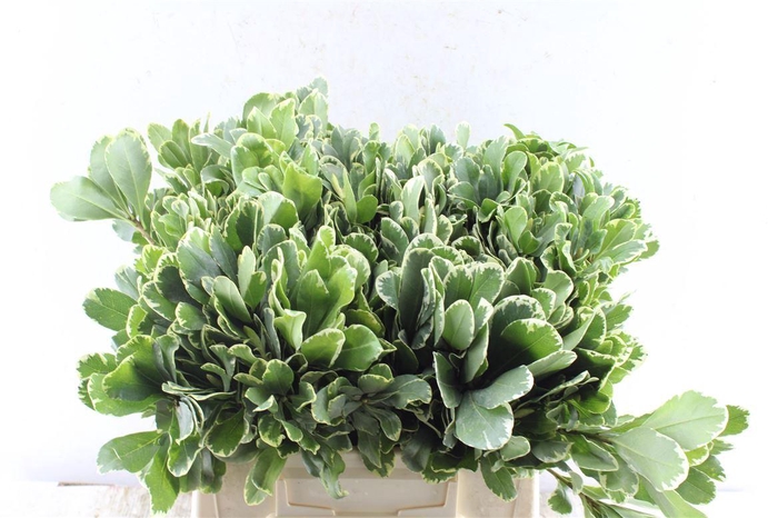 <h4>Pittosporum Ilan</h4>