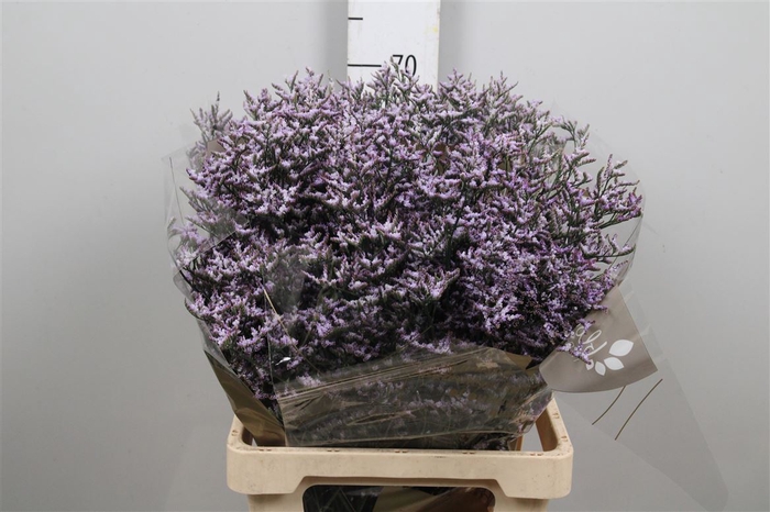 <h4>Limonium Safora Lilac</h4>