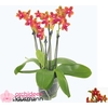 PHAL OV ORANJE