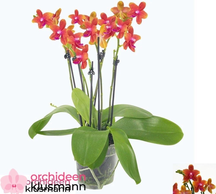 PHAL OV ORANJE