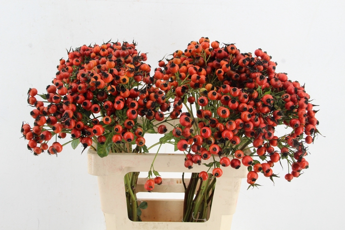 <h4>ROSA MANDARIN HIPHOP</h4>