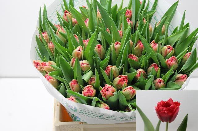 <h4>TU DU DOUBLE TWIST</h4>