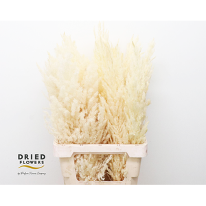 Dried Bleached Cortaderia Silver Star