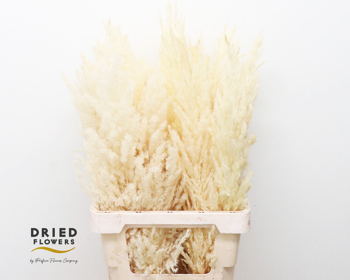 <h4>Dried Bleached Cortaderia Silver Star</h4>