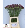Allium Sphaerocephal (kogel)
